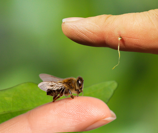 Découvrez le secret du venin d’abeille : anti-inflammatoire et revitalisant !