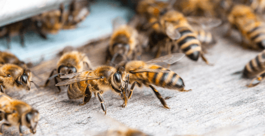 Apithérapie - thérapie dans le bourdonnement d'abeilles - Bioremedes